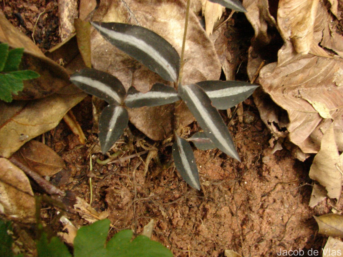 Zeuxine reginasilvae Ormerod
